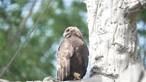 Eagle-turns-head-looking-back-over-shoulder-behind-it-under-net-of-enclosure