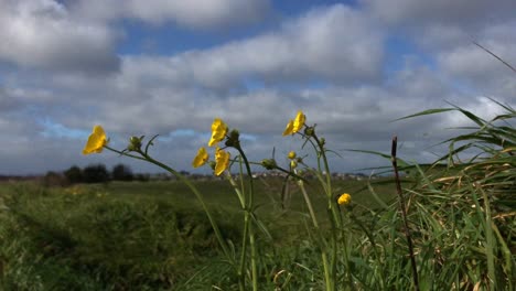 bright yellow flowers blowing and bobbing the breeze on a coll spring morning under a cloudy but bright daytime sky