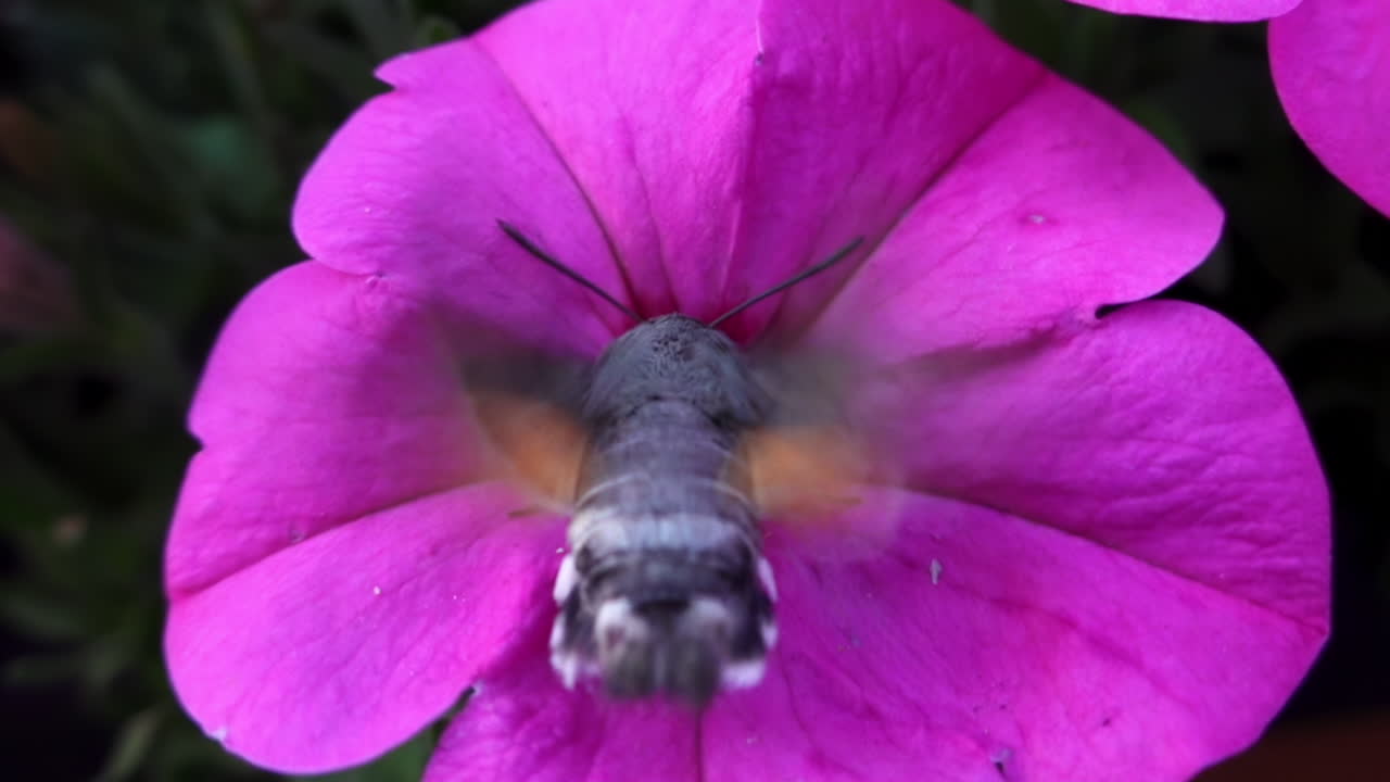 Close up of a Hummingbird hawk-moth feeding on the nectar of a pink Hibiscus
