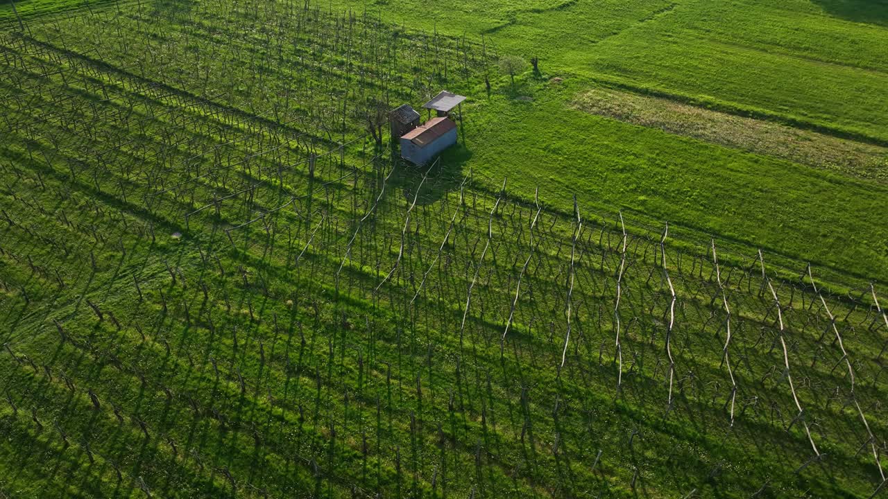 Vineyard with evenly spaced rows and a small red-roofed utility hut amid lush green fields near Vipava, Slovenia. Aerial orbit