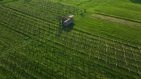 vineyard with evenly spaced rows and a small red-roofed utility hut amid lush green fields near vipava, slovenia. aerial orbit