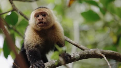 Mono-Capuchino-Llamada-Expresión-Costa-Rica-Paseo-En-Barco-Por-Los-Manglares-Viajar