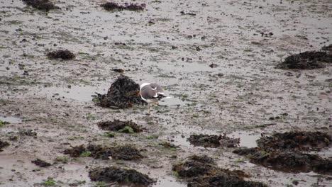 dirty seagull scratching and walking around and looking for food in the mud