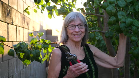 An-elderly-woman-gardener-smiling-with-shears-and-pruning-a-pear-fruit-tree-in-her-orchard-at-sunset