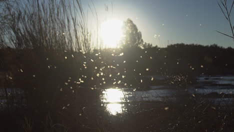 Insekten-Fliegen-Im-Sonnenlicht-Des-Sonnenuntergangs-Oder-Sonnenaufgangs-über-Einem-Fluss-Herum,-Im-Hintergrund-Sind-Bäume-Zu-Sehen