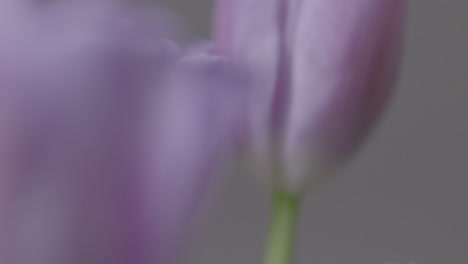 primer plano de hermosos tulipanes morados de pie sobre una mesa en un jarrón