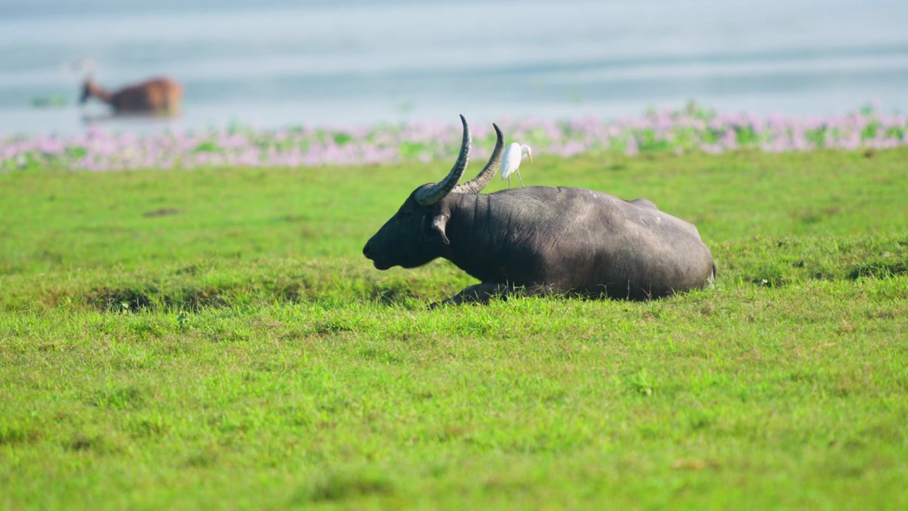 En majestætisk vild vandbøffel ligger på en frodig grøn mark i Indien, mens en hvid hejre sidder på dens ryg. En filmisk vildmarksscene, der viser biodiversitet og naturlig harmoni.
