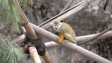 small child squirrel monkey sitting and jumping from of the bamboo pols construction in children zoo of seoul grand park south korea