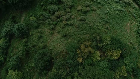 top down aerial tracking over ancient country hedge trees amongst green pasture fields