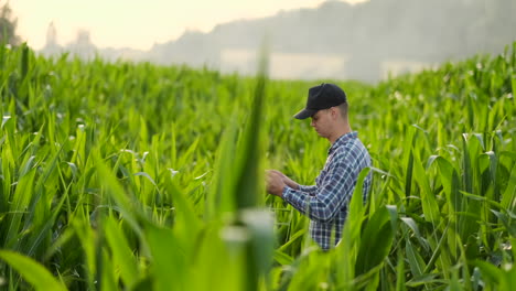 Agricultor-Que-Utiliza-Una-Tableta-Digital-Cultivando-Una-Plantación-De-Maíz-En-El-Fondo.-Aplicación-De-Tecnología-Moderna-En-El-Concepto-De-Actividad-Agrícola-Creciente.