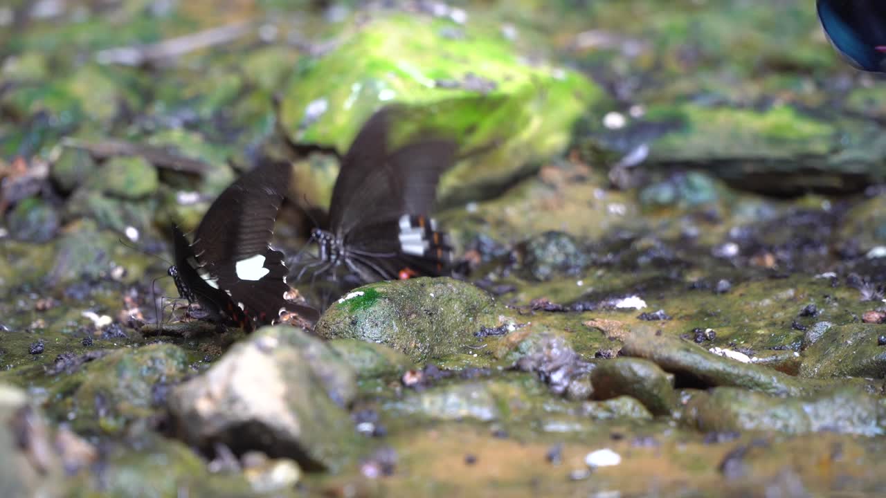 자갈에 모이는 나비를 닫습니다.