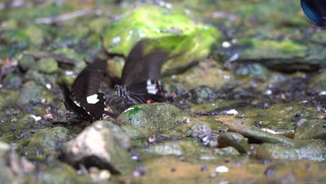 Close-up-butterflies-gathering-on-pebbles