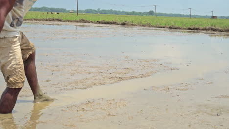 An-adult-male-farmer-sowing-paddy-grains-in-the-tilled-land