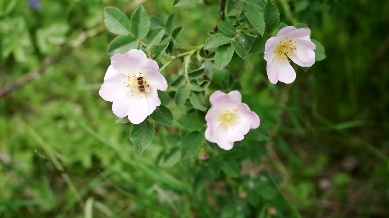 abeja polinizando una flor blanca, cerrar