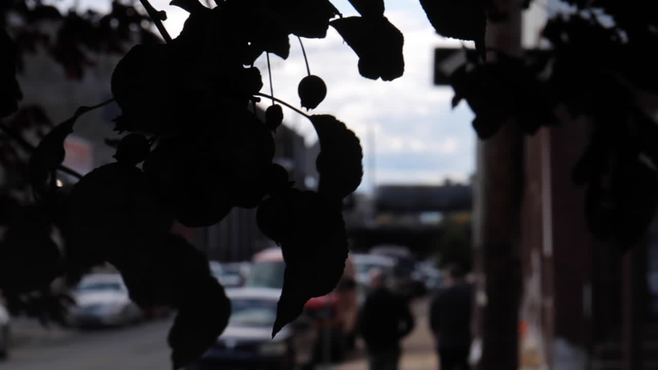 Silhouette of leaves in an urban environment