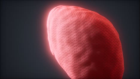 animación médicamente precisa del hígado humano en bucle 3d