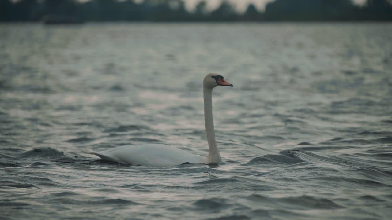 majestuoso cisne blanco nadando con gracia en el lago en un día ventoso, vida silvestre en la naturaleza, oscuridad, cámara lenta