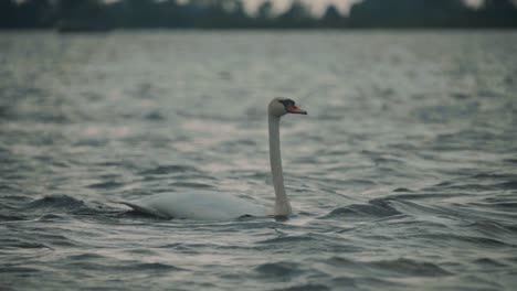 Majestätischer-Weißer-Schwan,-Der-An-Windigen-Tagen-Anmutig-Im-See-Schwimmt,-Wildtiere-In-Der-Natur,-Dämmerung,-Zeitlupe