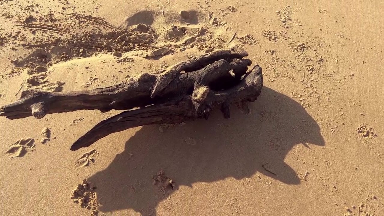 Driftwood lies on a sandy beach in barbate,andalusia, spain, casting a long shadow in the afternoon sun, near dog paw prints scattered around