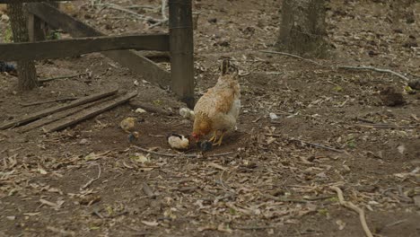 laying hen in a chicken coop with many little chickens and even goslings