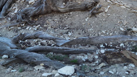 Close-up-of-twisted-bristlecone-pine-roots-intertwined-with-rocky-terrain,-ancient-trees-in-Inyo-National-Forest,-California,-USA