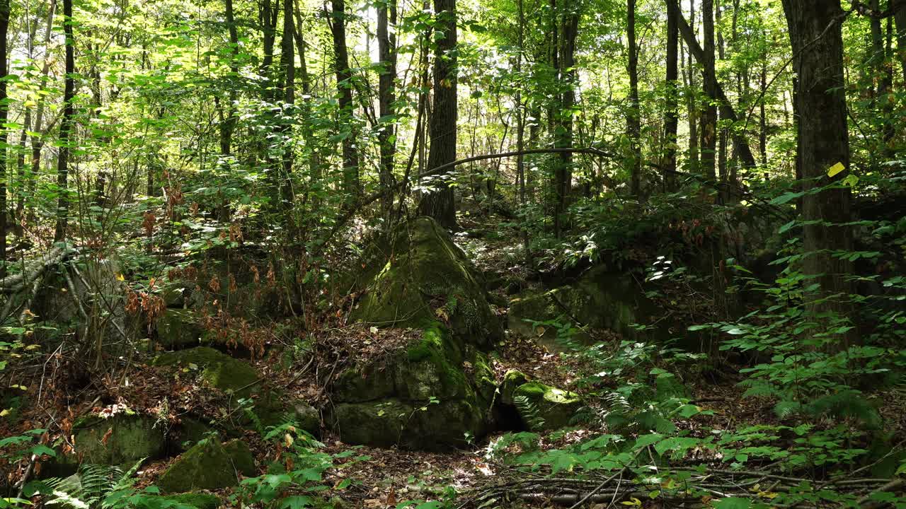 Una splendida foresta illuminata dalla luce del giorno che filtra tra gli alberi e le lussureggianti foglie verdi. Sul terreno, puoi vedere giovani germogli verdi che spuntano dalla terra soffice.