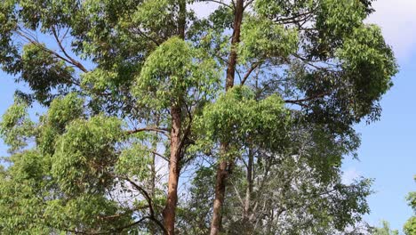 timelapse of trees showing seasonal foliage changes