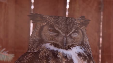 Great-Horned-Owl-slowly-falls-asleep-seated-on-branch-by-farm-fence