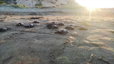 Tortuga-Marina-Bebé-Naciendo-En-Una-Playa-Turquía