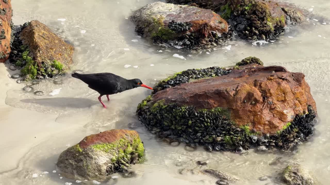 Seabird bird, oyster catcher feeding on muscles