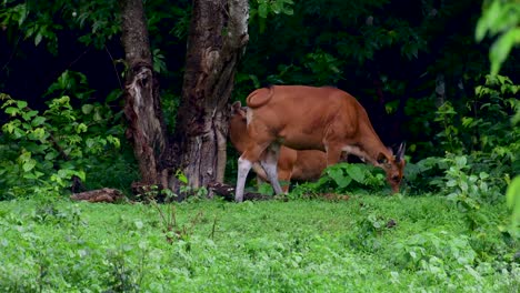 El-Banteng-O-Tembadau,-Es-Un-Ganado-Salvaje-Que-Se-Encuentra-En-El-Sudeste-Asiático-Y-Se-Extinguió-En-Algunos-Países