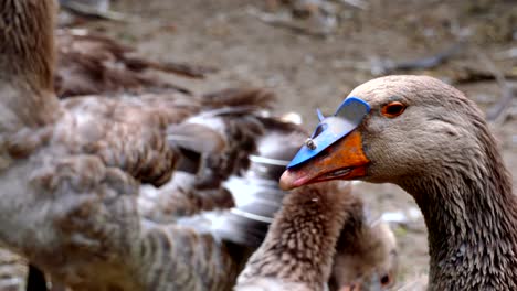 geese from the farm in close-up