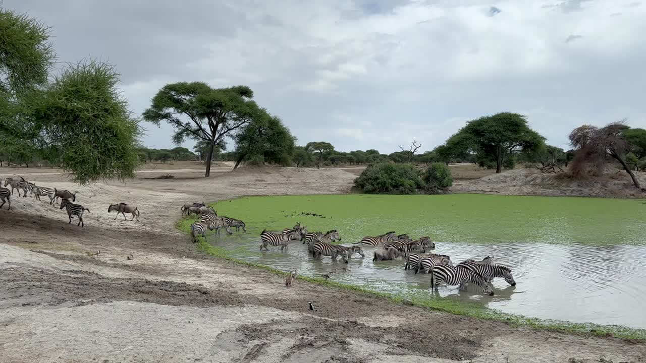 그랜트 제브라 (equus quagga boehmi) 의 무리가 탄자니아 타랑기레 국립공원의 인공 물웅이에서 물을 마시러 간다.