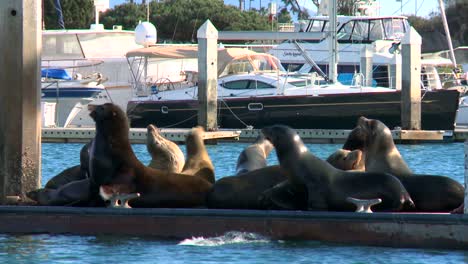 Seelöwen-Lounge-Spritzen-Und-Hupen-Auf-Einem-Dock-Im-Hafen-Von-Santa-Barbara