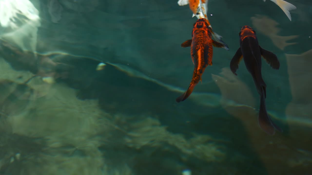 peces koi, carpas de lujo están nadando por encima