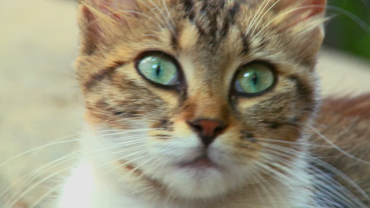 녹색 눈을 가진 고양이가 주위를 둘러본다