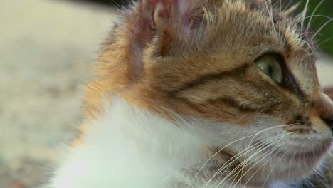 un gato con ojos verdes mira a su alrededor