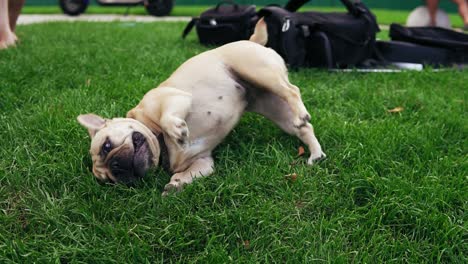 Pug-dog-playing-on-the-grass-and-panting.-Happy-dog-enjoying-his-time-in-the-park