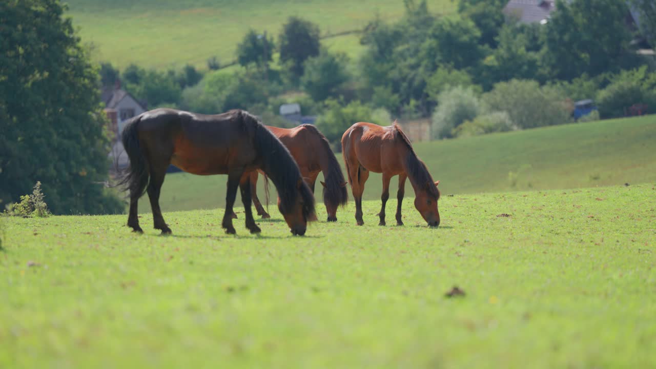 caballos alimentándose tranquilamente de hierba en un amplio prado verde en un día soleado, árboles y una casa a la vista