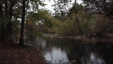 dolly-backwards-and-forwards-under-the-trees-looking-at-a-small-river