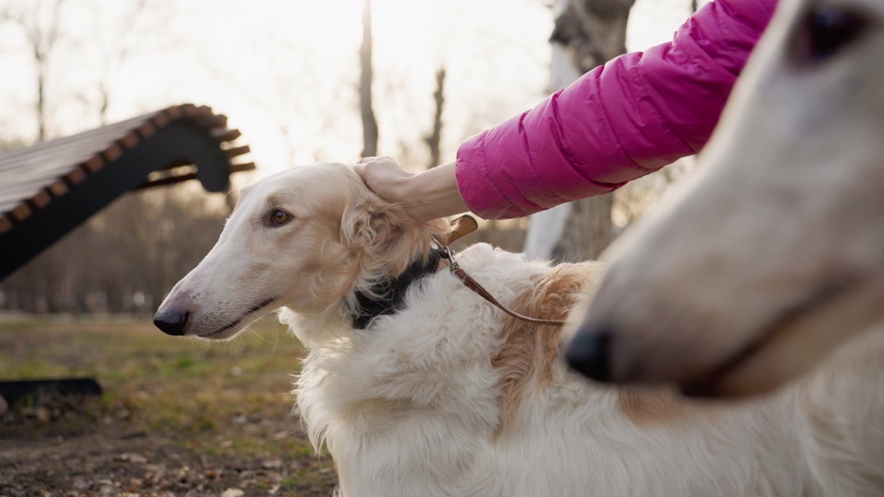 Donna accarezza dolcemente un cane bianco a pelo lungo in un ambiente di parco all'aperto. La scena mostra l'interazione tra umano e animale, concentrandosi sulla calma compagnia durante la loro passeggiata. Luce naturale soffusa.