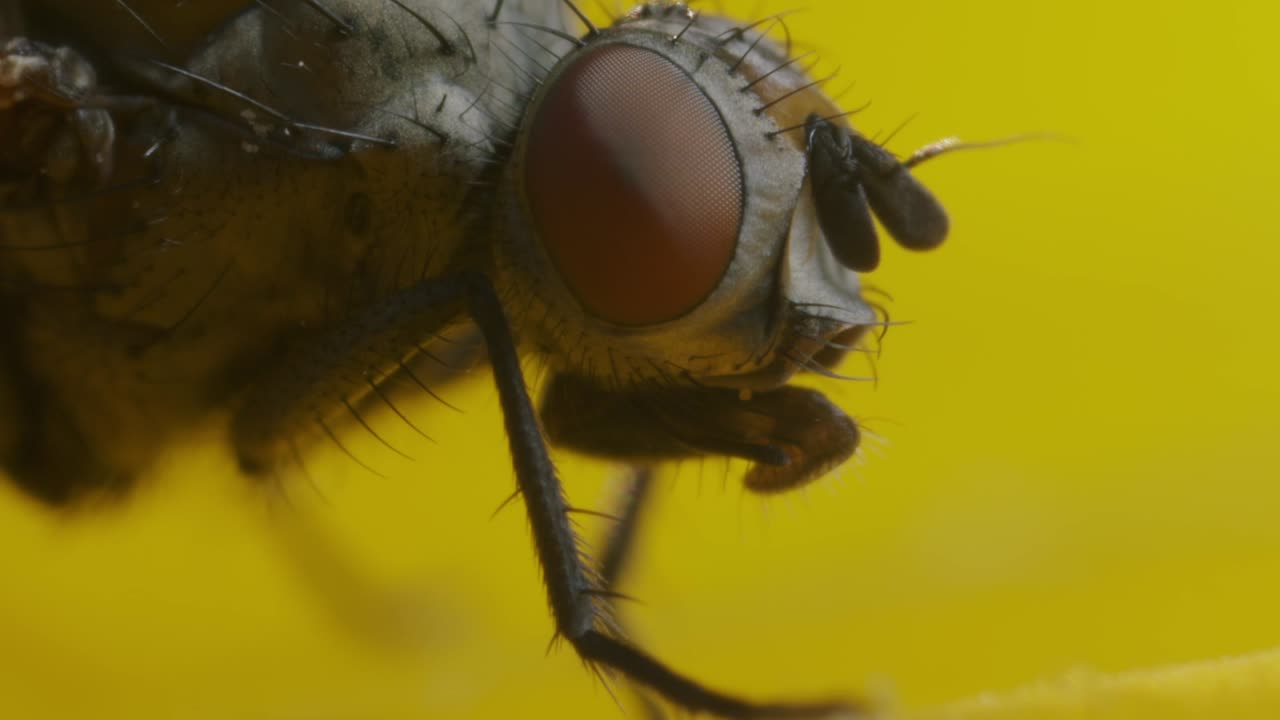 disparo macro extremo de mosca doméstica sobre un fondo amarillo