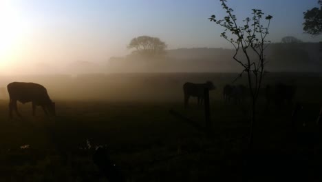 glowing foggy morning sunrise cow herd silhouette cattle grazing in back lit countryside rural scene