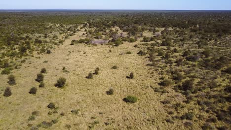 Descending-aerial-shot-over-a-savannah,-dry-grass-and-small-trees-around