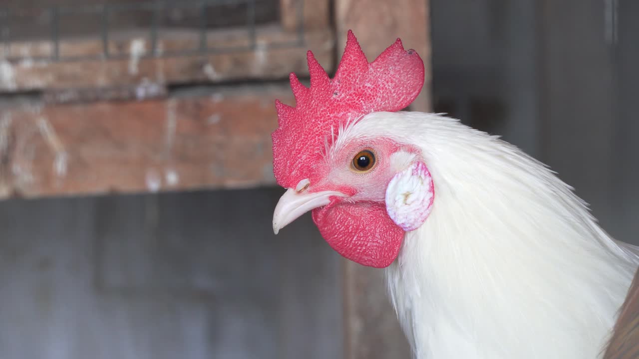 Contrasting Close-up of Pure White Rooster and Brown Rooster with Red Combs