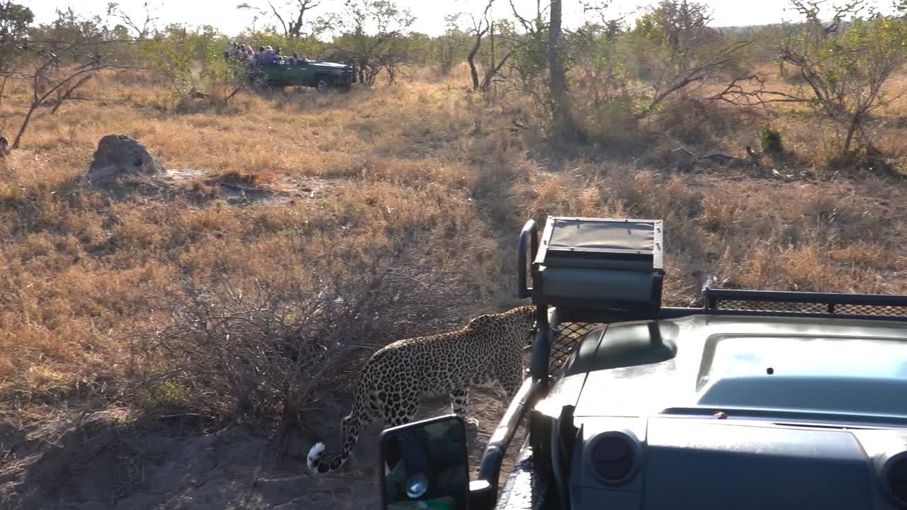 두 번째 자동차가 배경에서 접근하는 사파리 자동차를 지나 걷는 표범의 와이드 샷