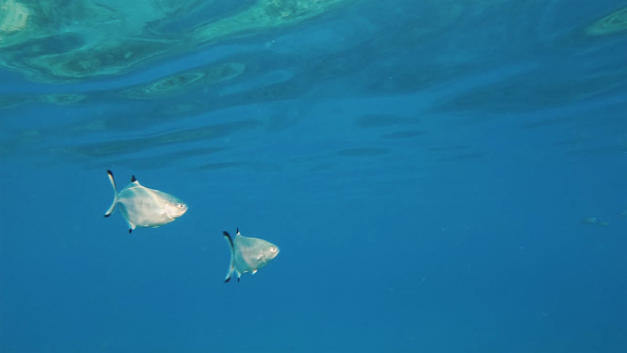 맑고 푸른 바닷물에서 수영하는 동안 유턴을 하는 두 마리의 물고기 클로즈업