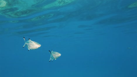 Eine-Nahaufnahme-Von-Zwei-Fischen,-Die-Beim-Schwimmen-Im-Klaren-Blauen-Meerwasser-Eine-Kehrtwende-Machen