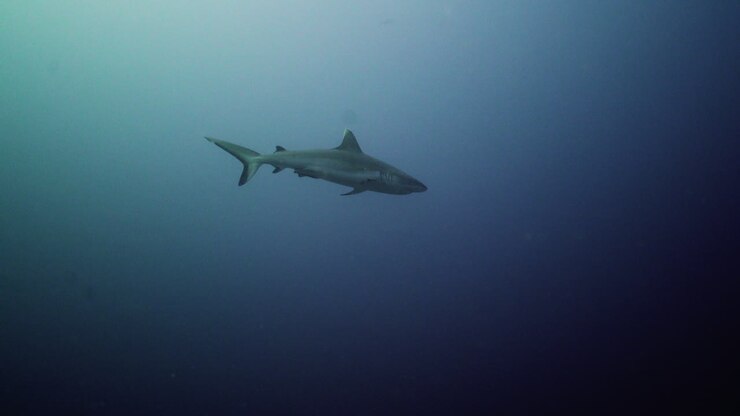 Grey shark in blue water