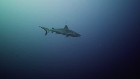 tiburón gris en agua azul